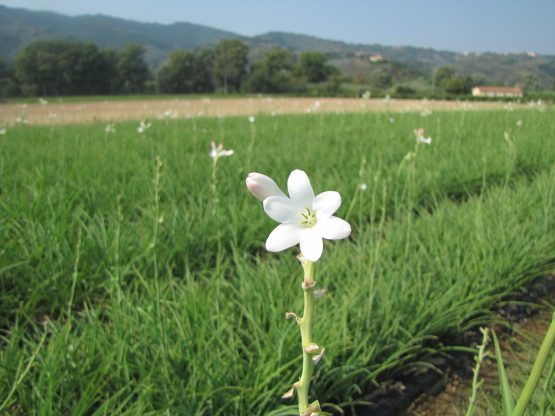 100% pure organic Tuberose essential oil