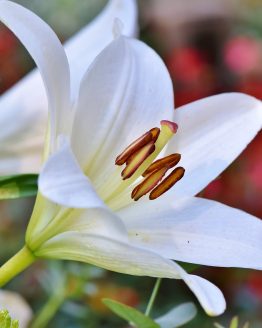 100% pure organic Lily essential oil