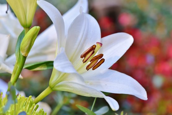 100% pure organic Lily essential oil